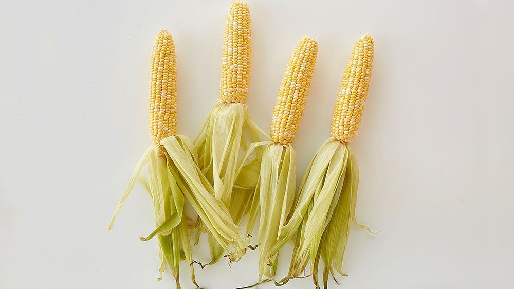 Corn on the cob with the silk removed and the husk leaves pulled down.